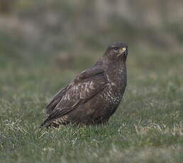 Buse variable