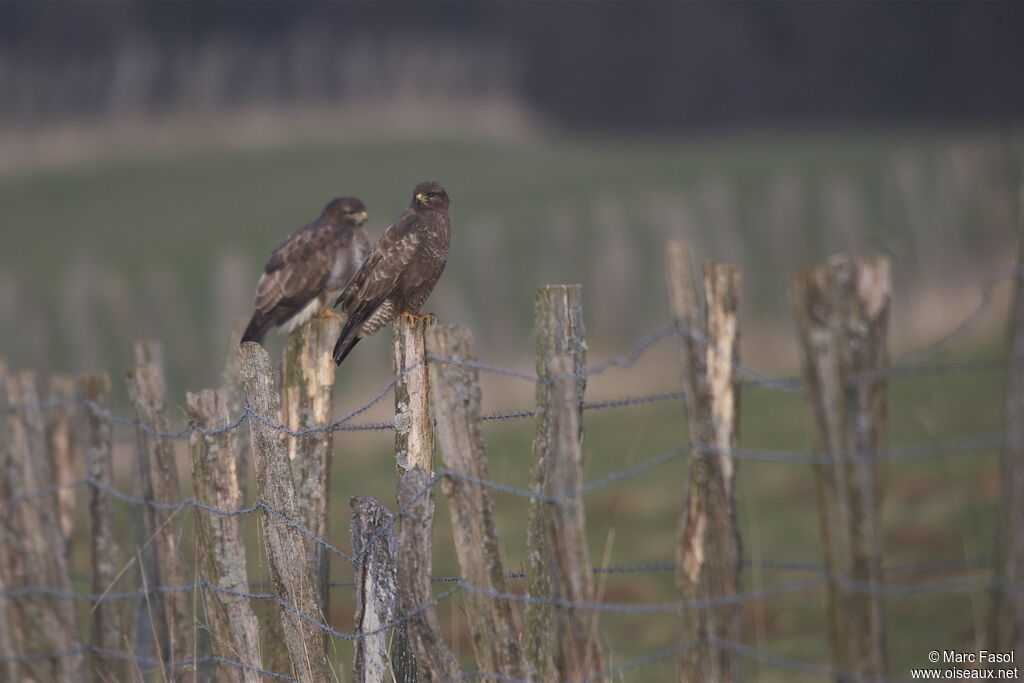 Buse variable adulte nuptial, identification, Comportement