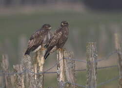 Common Buzzard