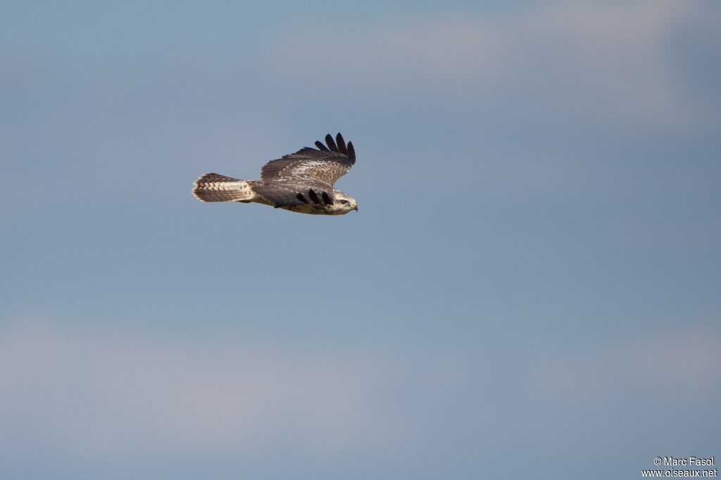 Common Buzzardadult post breeding, Flight