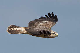 Common Buzzard