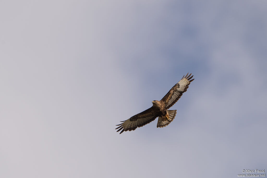 Common Buzzardadult, Flight