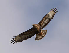 Common Buzzard