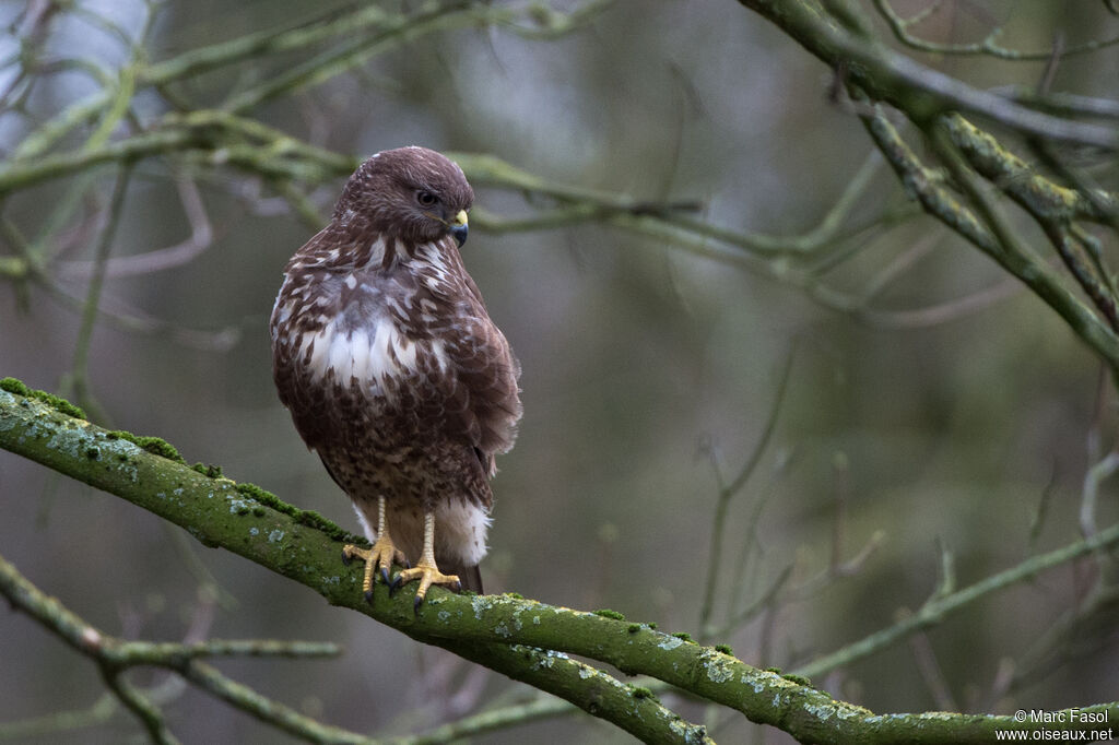 Common Buzzardadult, identification, fishing/hunting