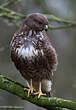 Buse variable