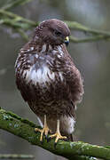 Common Buzzard