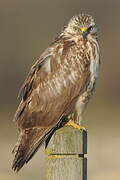 Common Buzzard