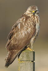 Buse variable