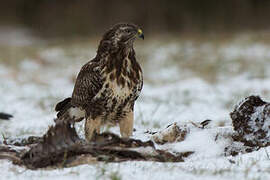 Common Buzzard