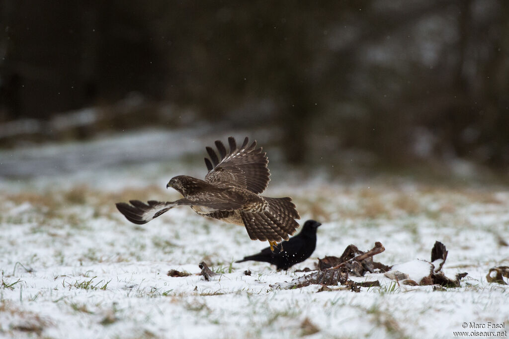 Common Buzzardadult, Flight