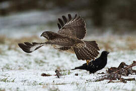 Common Buzzard