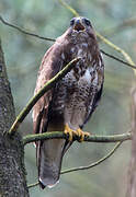 Common Buzzard