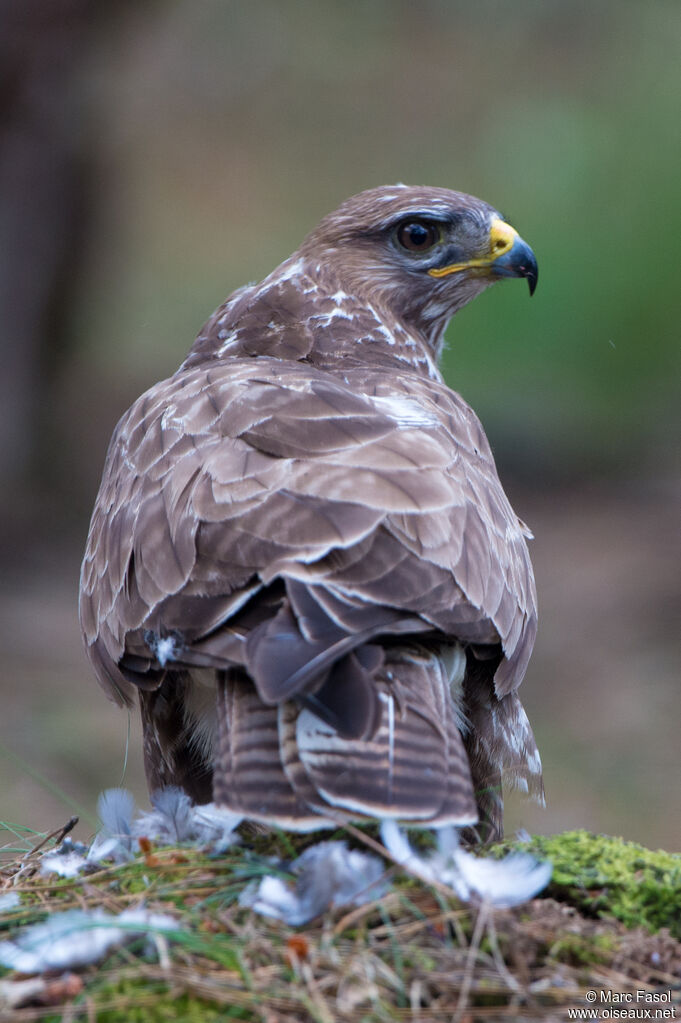 Buse variableadulte, identification