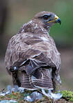 Buse variable