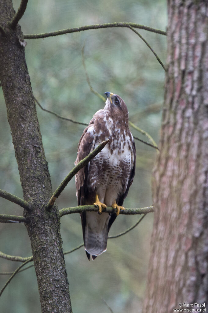 Common Buzzardadult, identification