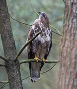 Common Buzzard