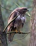 Buse variable