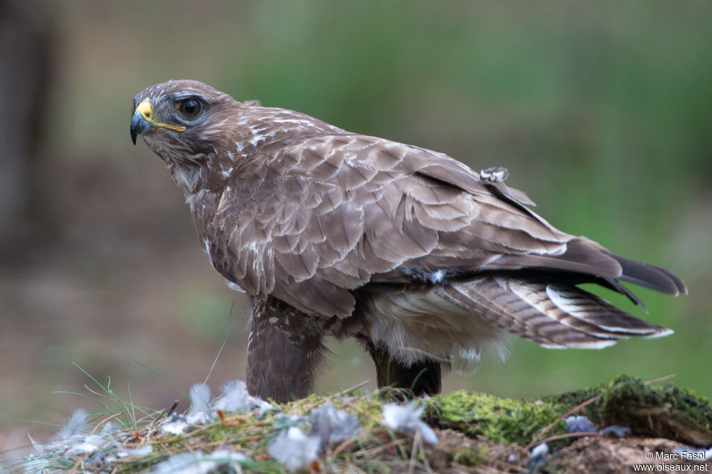 Buse variableadulte, identification, mange