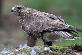 Common Buzzard