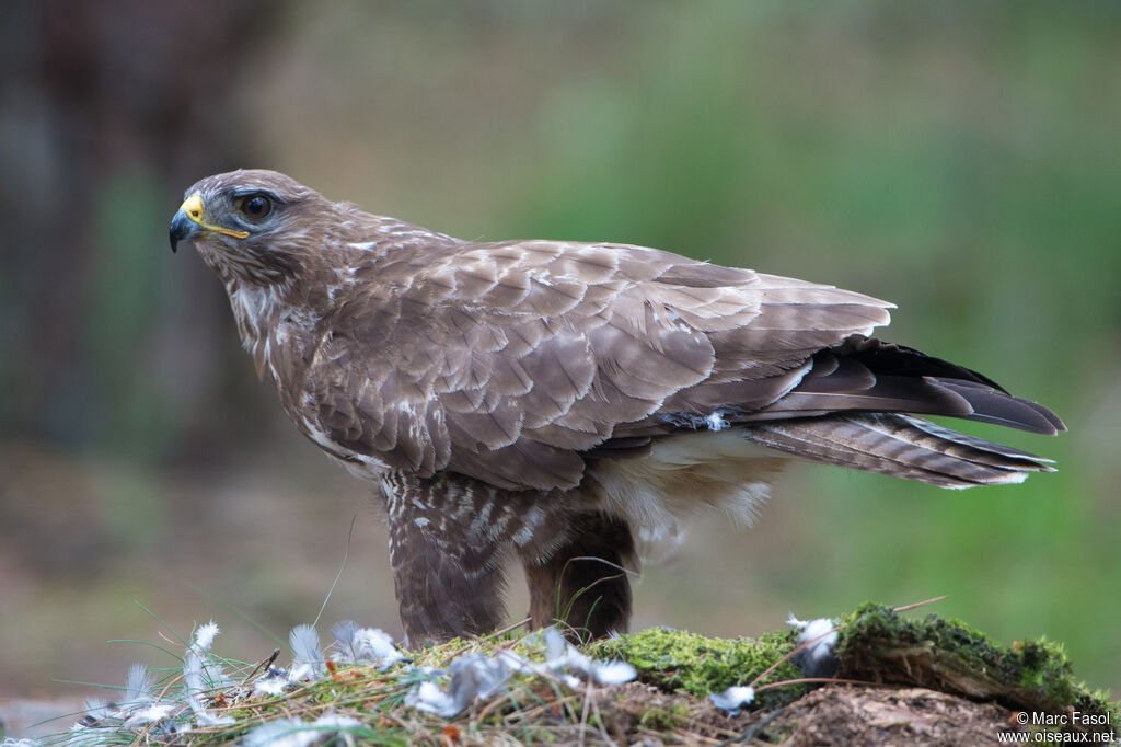 Common Buzzardadult, identification, eats