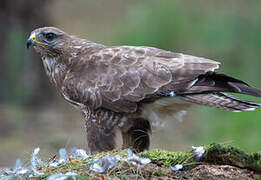 Common Buzzard