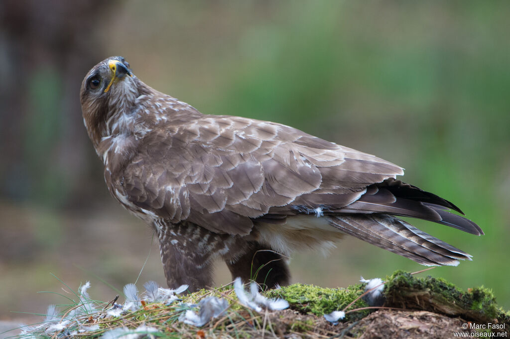 Buse variableadulte, identification, mange