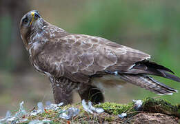 Common Buzzard