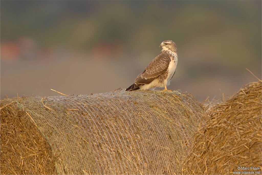 Common Buzzardadult post breeding, identification