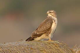 Common Buzzard