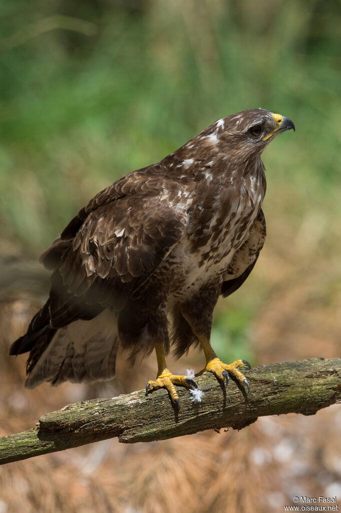 Buse variableadulte, identification