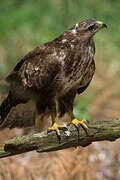 Common Buzzard