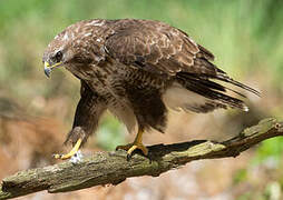 Common Buzzard