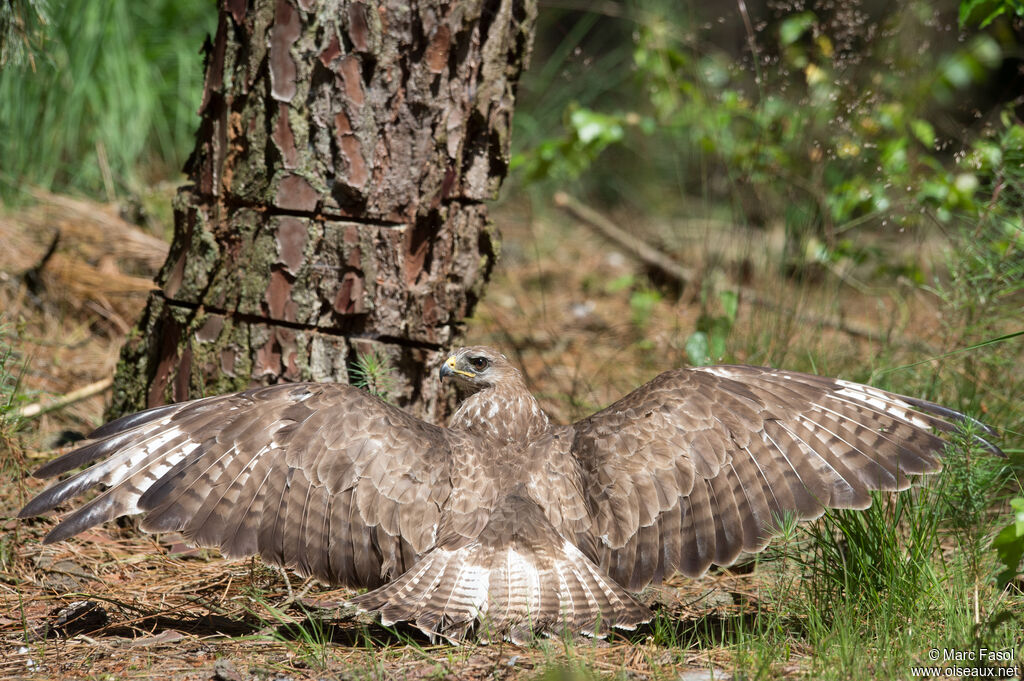 Common Buzzardadult, care