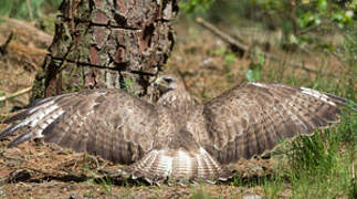 Common Buzzard