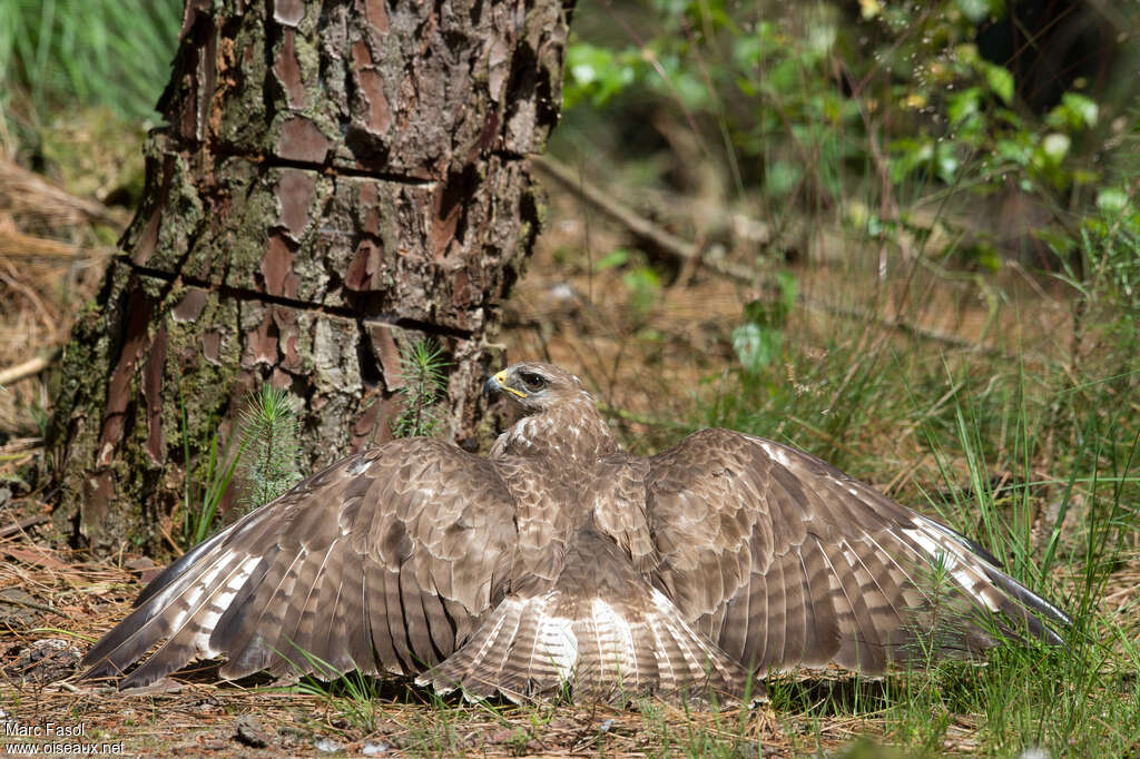 Common Buzzardadult, moulting, care, aspect, pigmentation