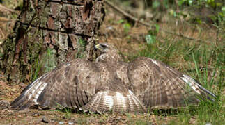 Common Buzzard