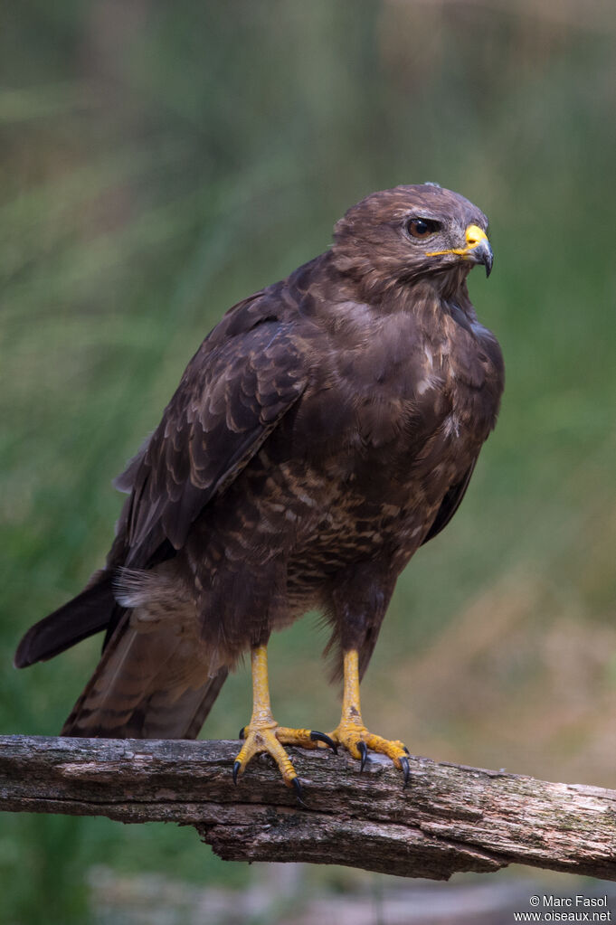 Common Buzzardjuvenile, identification