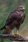 Common Buzzard