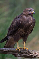 Buse variable