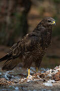 Common Buzzard