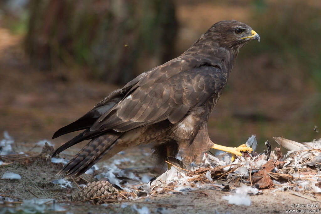 Buse variable, identification, mange