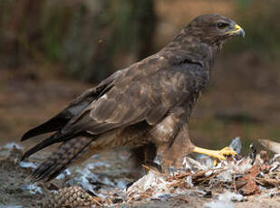 Buse variable