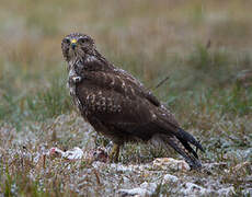 Common Buzzard