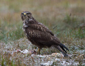 Buse variable