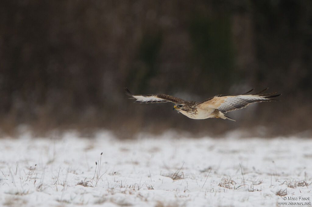 Common Buzzardadult, Flight