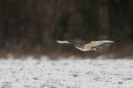 Common Buzzard