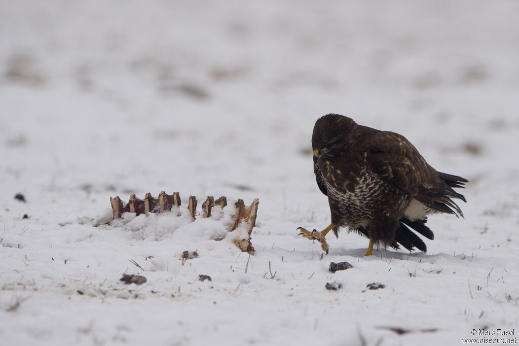 Buse variableadulte, identification, marche