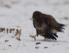 Common Buzzard