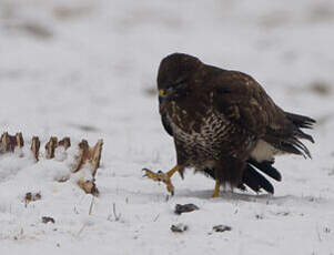 Buse variable