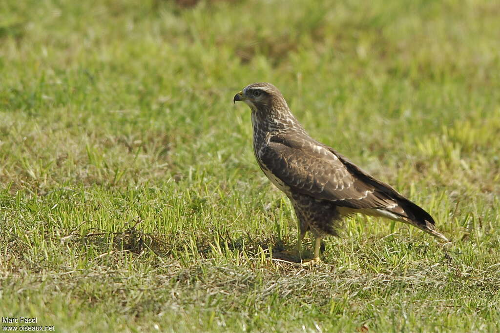 Buse variable1ère année, identification